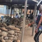 Hardship: Yam Sellers Lament, Urge FG To Curb Price Hike.