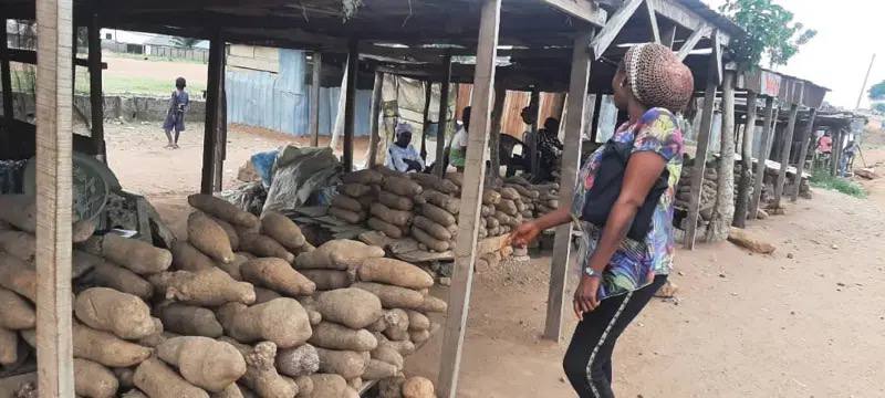 Hardship: Yam Sellers Lament, Urge FG To Curb Price Hike.