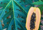 Must Read: Here Is The Powerful Health Benefits of Papaya Leaves and Seeds