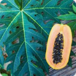 Must Read: Here Is The Powerful Health Benefits of Papaya Leaves and Seeds