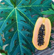 Must Read: Here Is The Powerful Health Benefits of Papaya Leaves and Seeds