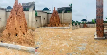 Blended Responses As Man Jam Ant Colony Dwelling Place In His Compound, Shares Why (PHOTOS)