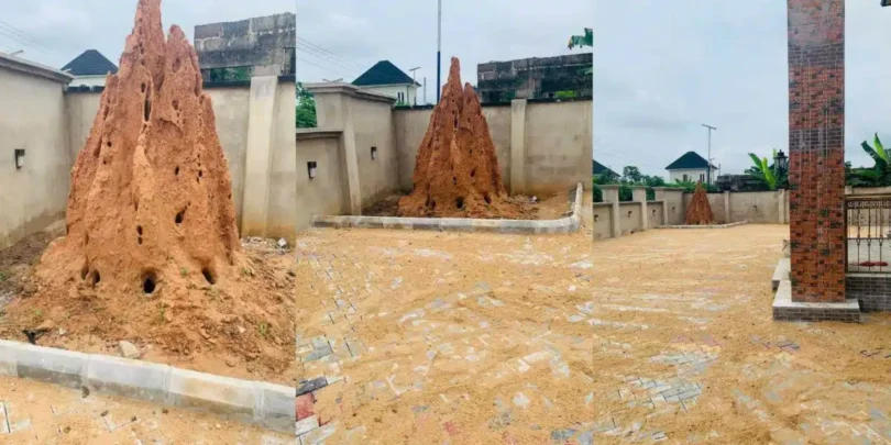 Blended Responses As Man Jam Ant Colony Dwelling Place In His Compound, Shares Why (PHOTOS)