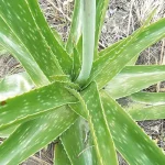 Must Read: Six Daily Uses Of Aloe Vera Gel