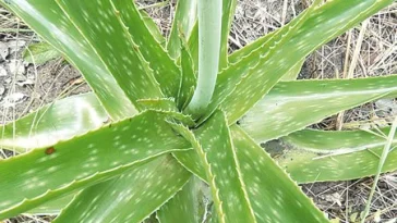 Must Read: Six Daily Uses Of Aloe Vera Gel