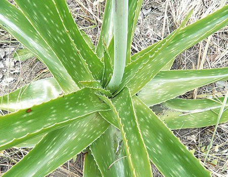 Must Read: Six Daily Uses Of Aloe Vera Gel