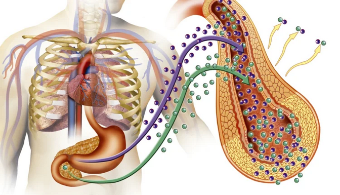 Impact of Fasting on Diabetes; Potential Effects on Your Body