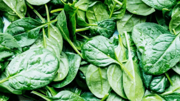 Tips And Secret Of Daily Consumption of Spinach; The Impact on Your Body