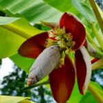 Six (6) Benefits of Boiled Banana Flowers and Regular Water Intake