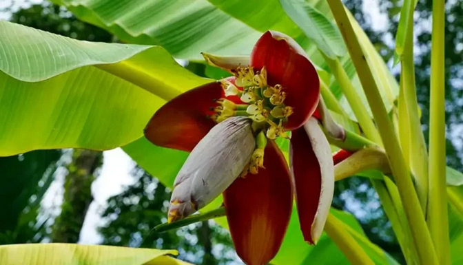 Six (6) Benefits of Boiled Banana Flowers and Regular Water Intake