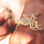 Quick And Best Steps To Prevent Death After A Scorpion Bite