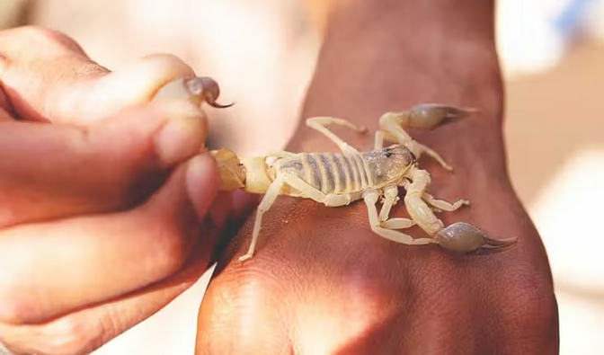 Quick And Best Steps To Prevent Death After A Scorpion Bite