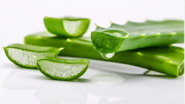 Ways To Use Aloe Vera For Spiritual Benefit and Reveal Your Destiny