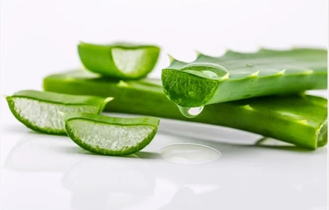 Ways To Use Aloe Vera For Spiritual Benefit and Reveal Your Destiny