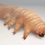 Tiny Monsters Causes Loss of Appetite In Your Stomachs