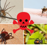 Five Deadliest Insects Living Within Home and Why They’re Dangerous