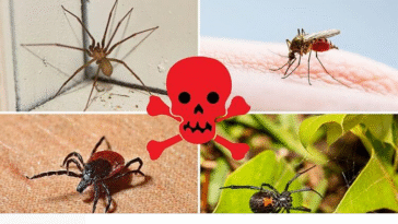 Five Deadliest Insects Living Within Home and Why They’re Dangerous