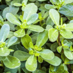 Effects on Your Body from Eating Purslane Every Day