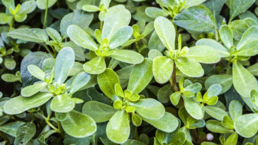 Effects on Your Body from Eating Purslane Every Day