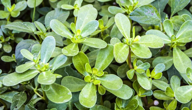 Effects on Your Body from Eating Purslane Every Day