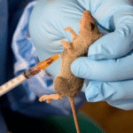 NCDC 2025 Report: 142 Dies From Lassa Fever In 18 States