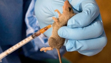 NCDC 2025 Report: 142 Dies From Lassa Fever In 18 States