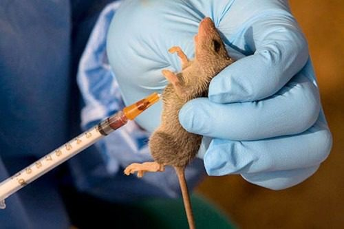 NCDC 2025 Report: 142 Dies From Lassa Fever In 18 States