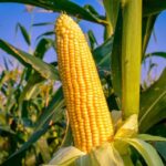 Amazing Health Benefits of Maize