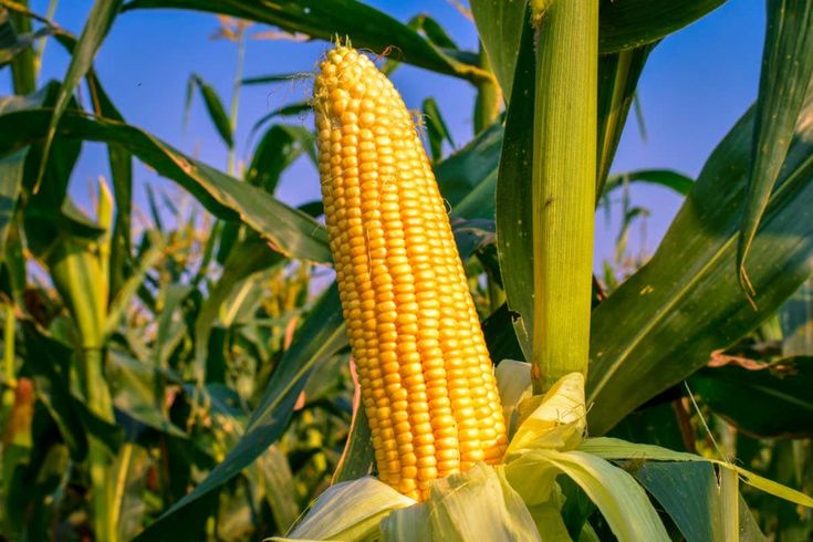 Amazing Health Benefits of Maize
