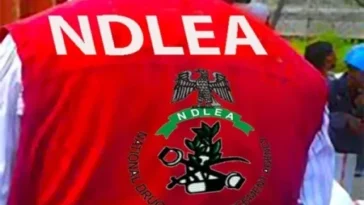 NDLEA Busts Syndicate Behind Nigerians, Arrest 55 year-old Drug Kingpin 'Saudi Arrest