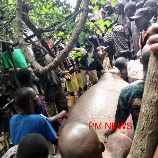 PHOTOS: Edo Vigilante Reportedly Killed Massive Hippopotamus  