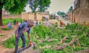 Police Arrests Suspects For Illegal Tree Felling In Kano