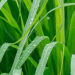 Benefits of Lemon Grass