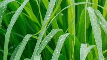 Benefits of Lemon Grass