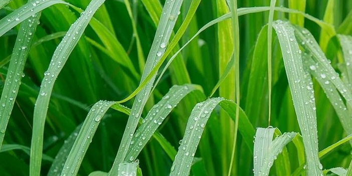Benefits of Lemon Grass
