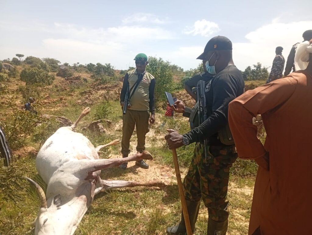 Tragedy: Herdsman, 36 Cows Shot Dead In Fresh Unprovoked Attack In Plateau (PHOTOS)