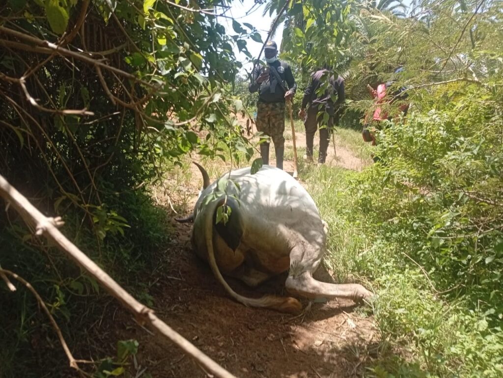 Tragedy: Herdsman, 36 Cows Shot Dead In Fresh Unprovoked Attack In Plateau (PHOTOS)