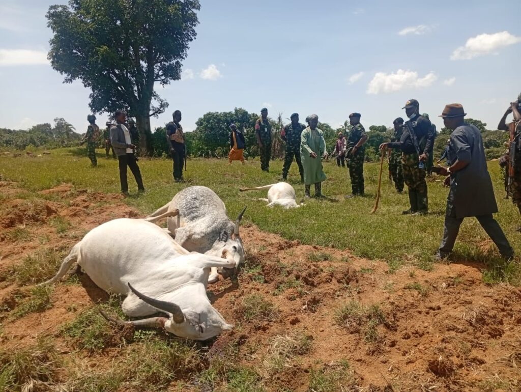 Tragedy: Herdsman, 36 Cows Shot Dead In Fresh Unprovoked Attack In Plateau (PHOTOS)