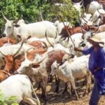 JUST-IN: 45 Suspected Stolen Cow Recovered In Sokoto