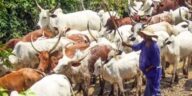 JUST-IN: 45 Suspected Stolen Cow Recovered In Sokoto