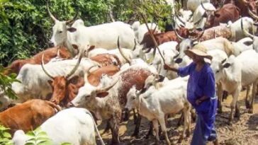 JUST-IN: 45 Suspected Stolen Cow Recovered In Sokoto