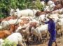 JUST-IN: 45 Suspected Stolen Cow Recovered In Sokoto