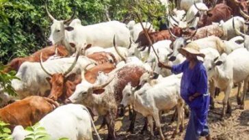 Niger Security: 22 Cows, 10 Sheep Recovered, Two Rustlers Arrested in Latest Livestock Theft Crackdown