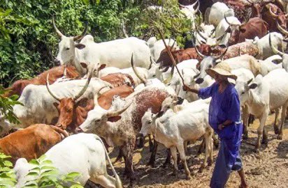 Niger Security: 22 Cows, 10 Sheep Recovered, Two Rustlers Arrested in Latest Livestock Theft Crackdown