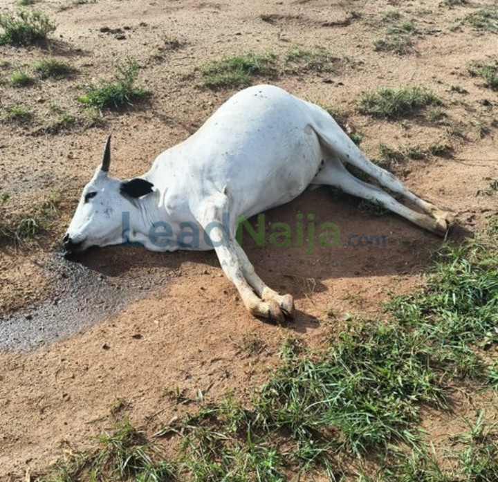 Two Persons, Several Livestock Shot Amid Targeted Killings of Fulani Herders by Berom Militia in Plateau